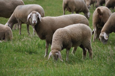 Fièvre Catarrhale Ovine (FCO)